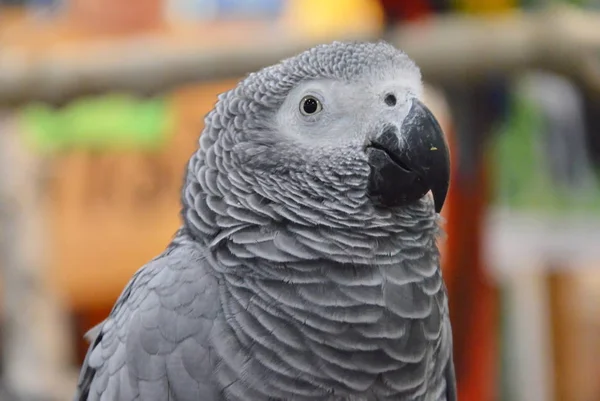 African gray parrot face portrait — Stock Photo, Image