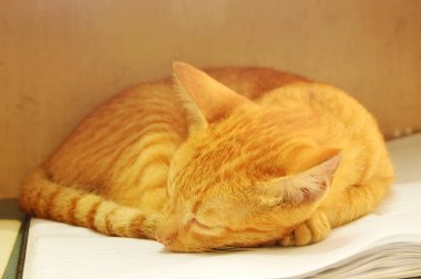 kitap üzerinde uyku turuncu yavru kedi