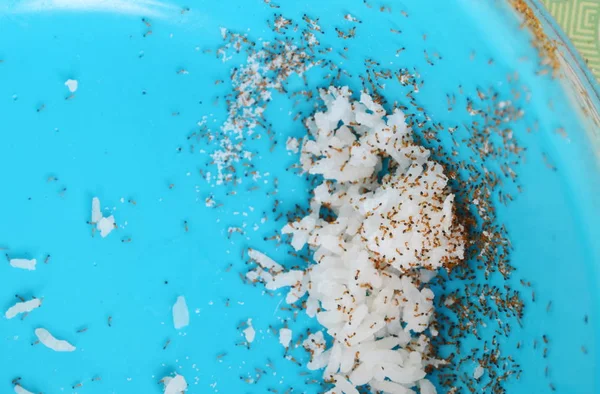 red ants feeding and carry rice to nest from pet bowl