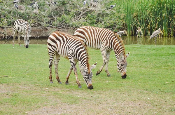 Zebra alimentação grama no chão no campo — Fotografia de Stock