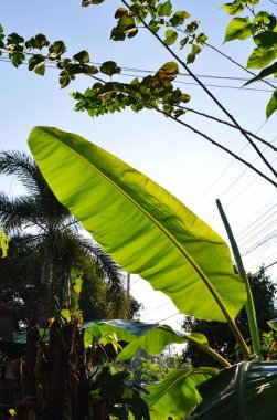 Muz Yaprak büyümek arka bahçesinde sabah güneş ışığı üzerinde Bahçe