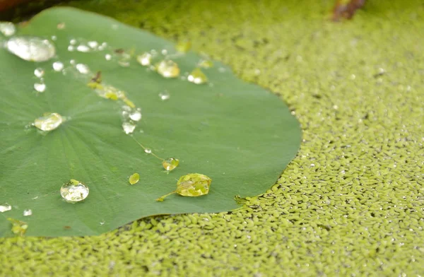Drop of water rolling on lotus leaf and aquatic weed — Stock Photo, Image