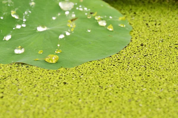Kapka vody na lotosovém listu a vodních plevelů — Stock fotografie