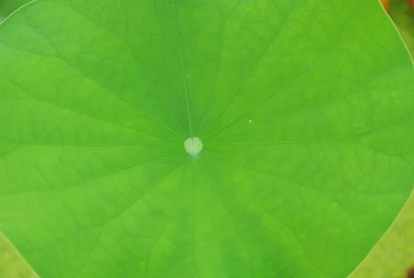 Lotus blad bakgrund och textur — Stockfoto