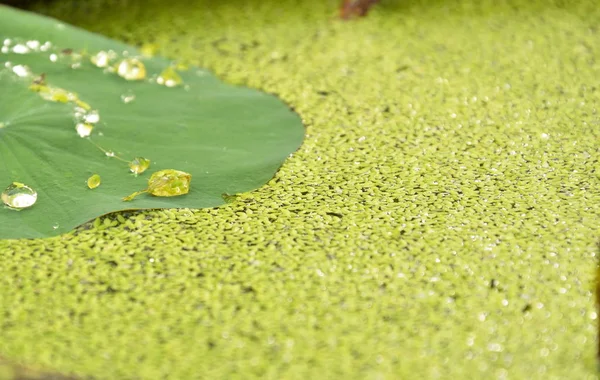 로터스 잎 및 수생 잡 초에 물 한 방울 — 스톡 사진