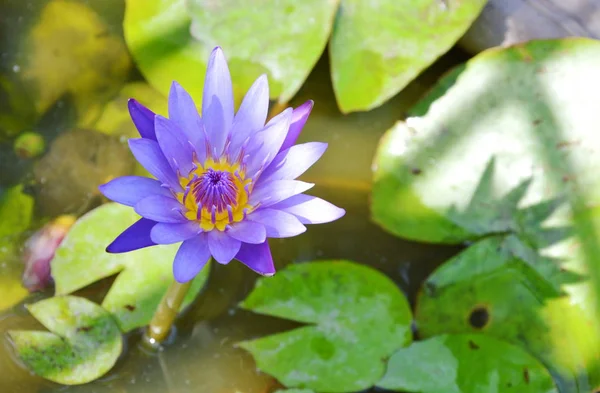 Lirio de agua de loto púrpura flor y sombra en el agua —  Fotos de Stock