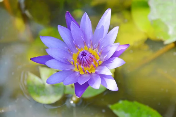 Purple lotus leknín květ kvete na vodě — Stock fotografie