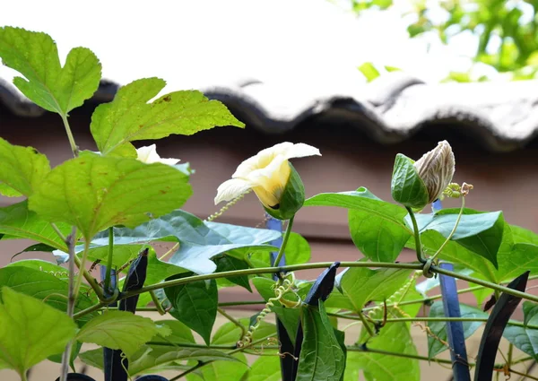 Chayote bloem op ijzer thuis hek klimmen — Stockfoto