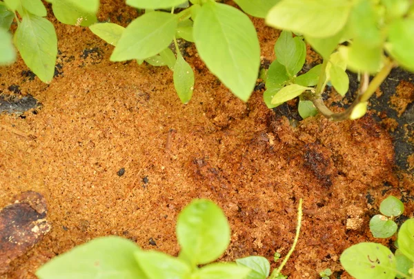 Sägemehl und Moos auf unbefestigtem Boden — Stockfoto