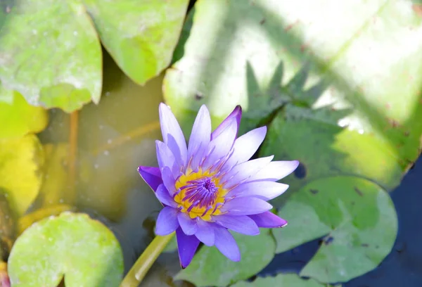 Purple lotus water lily flower blooming on water — Stock Photo, Image