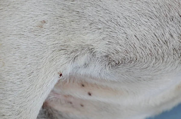 개 진드기 개 몸에 피를 빠는 자 고 있는 동안 등반 — 스톡 사진