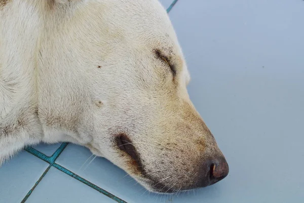 Cane zecca arrampicata sul viso del cane mentre dorme per succhiare il sangue — Foto Stock