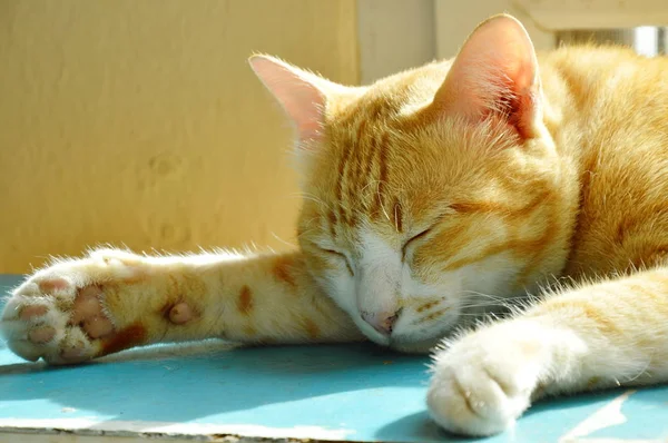 Τζίντζερ γάτα που κοιμάται στο ξύλινο ντουλάπι στο φως του ήλιου το πρωί — Φωτογραφία Αρχείου