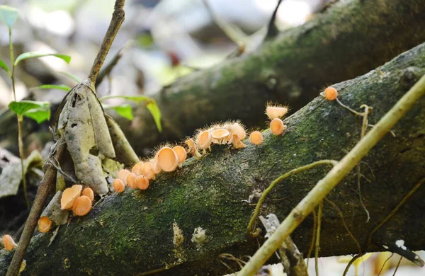 Ciglia tazza di funghi batch crescono su legno nella foresta — Foto Stock