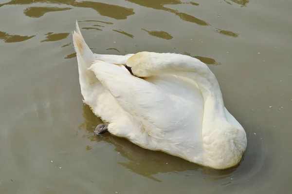 Branco cisne preening penas enquanto flutuando no lago — Fotografia de Stock