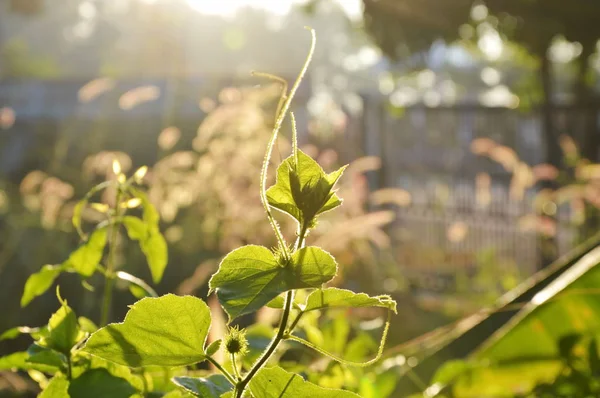 Молода зимова рослина дині росте в ранковому сонячному світлі — стокове фото
