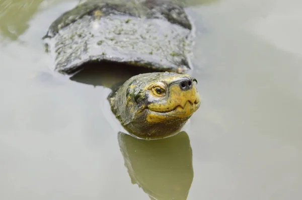 Želva Hamiltonova plovoucí na jezeře — Stock fotografie