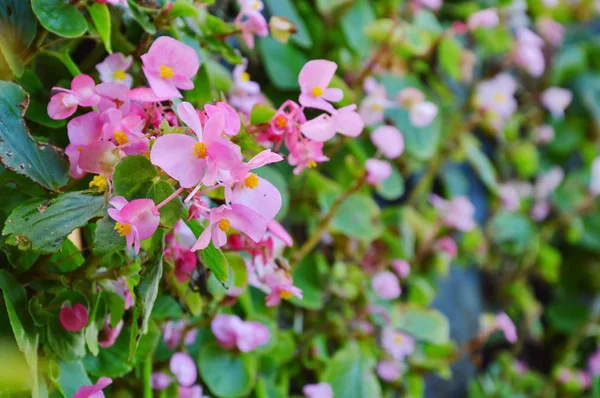 Rózsaszín gumós begónia, virágzó kert — Stock Fotó