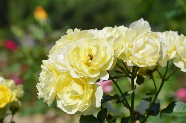Golden shower yellow rose blooming in garden — Stock Photo, Image
