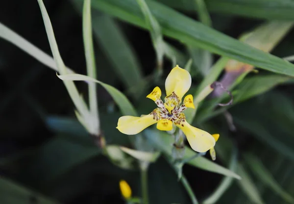 Vanda tricolor orchid on branch in garden — Stock Photo, Image