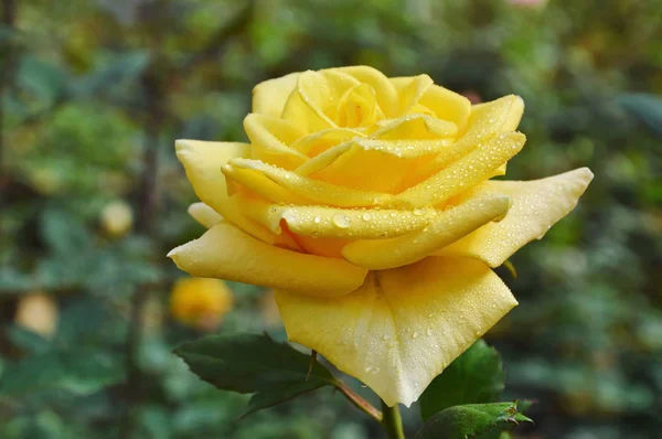Midas touch yellow rose blooming in garden — Stock Photo, Image