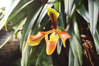 Bayan terlik orkide çiçek mobil Bahçe