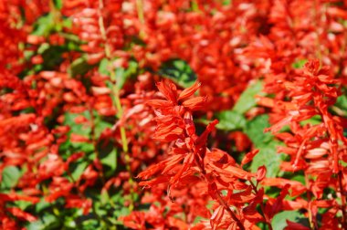 ateş çiçeği dikenli kırmızı sahada çiçeklenme