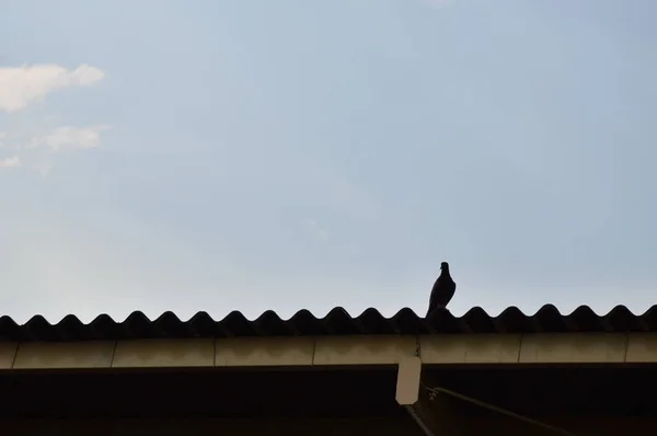 새겨진된 지붕에 서 있는 비둘기 — 스톡 사진