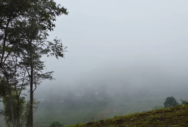 Nebbia copertura risaia campo in Thailandia campagna — Foto Stock