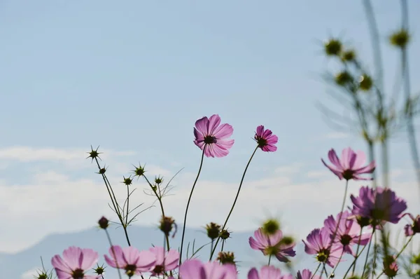 Космос квітучий на полі і гірському фоні — стокове фото