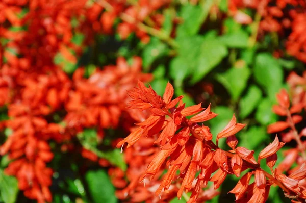 Salvia spiky florescendo vermelho no campo — Fotografia de Stock