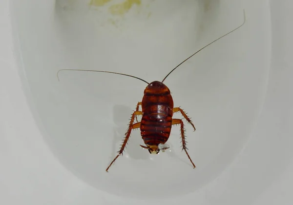 Australische kakkerlak verdrinken en zweven in toilet riolering — Stockfoto