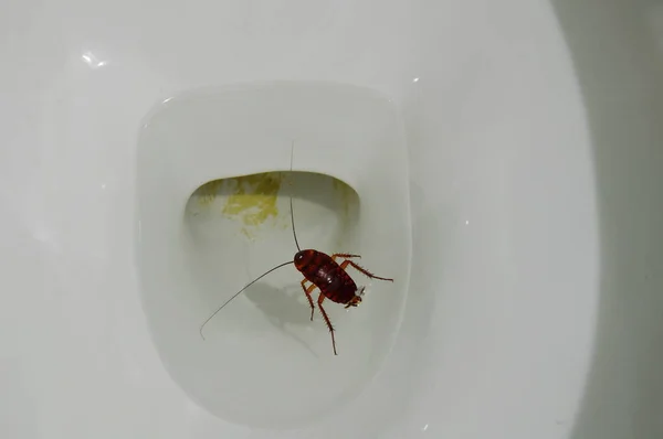 Australische Kakerlake ertrinkt und schwimmt in Toilettenspule — Stockfoto