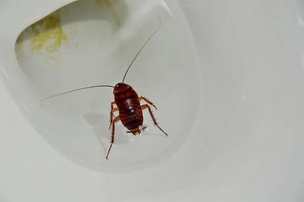 オーストラリアのゴキブリ繁殖を紛らすし、洗面所の下水の穴に浮かぶ — ストック写真