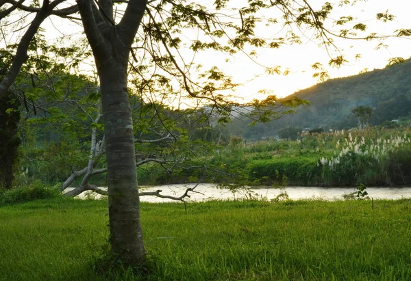 日没の川の近くの木と草の野原 — ストック写真