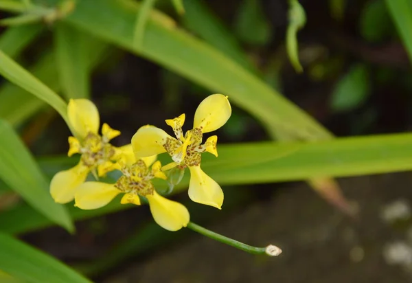 Vanda orquídea tricolor no ramo no jardim — Fotografia de Stock