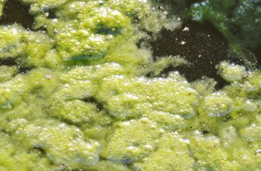 su yosun büyümeye ve gölde yüzen