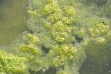 Göl kenarında su yosun yüzen ve tuzak böcek