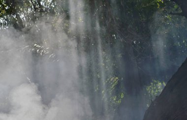 güneş ışığı ile bahçede yanan yaprak duman