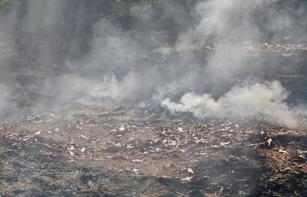 smoke from leaf burning on ground in garden