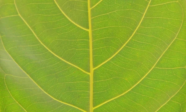 Close up de textura da folha e fundo — Fotografia de Stock