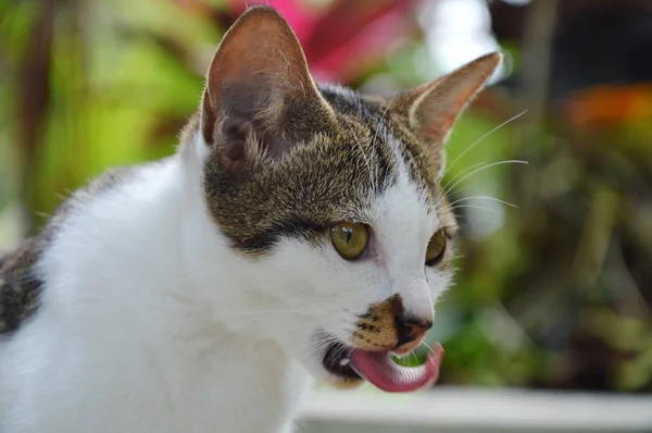 Kotek otwarte usta i język wag — Zdjęcie stockowe