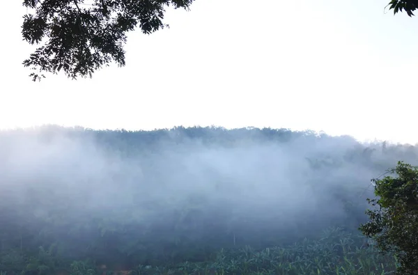 Niebla cubierta flotante plátano árbol y montaña al lado del río — Foto de Stock