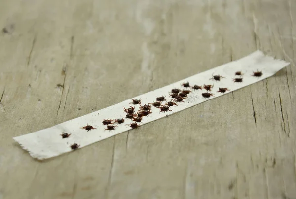 köpek keneler öldürmek şeffaf yapışkan bant çubuğa tarafından ahşap tahta var