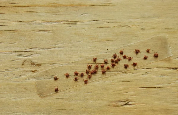 Garrapatas de perro se adhieren a la cinta adhesiva transparente hasta la muerte en fondo de madera — Foto de Stock