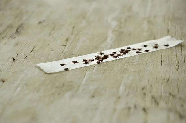 Garrapatas perro se adhieren a la cinta adhesiva transparente hasta la muerte en tablero de madera — Foto de Stock