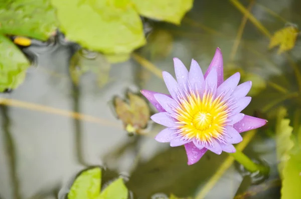 Lotus lily květina na vodě v deštivý den — Stock fotografie