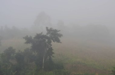 büyük ağaç kapak ağır sis tarafından Tayland kış sabahı