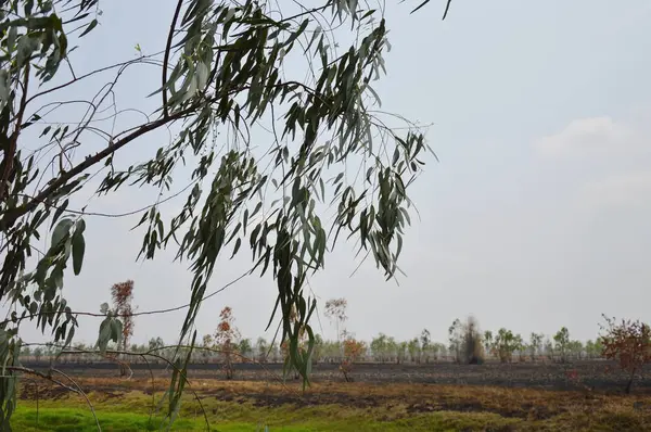 Эвкалиптовый листопад дул на ветру на рисовом поле — стоковое фото