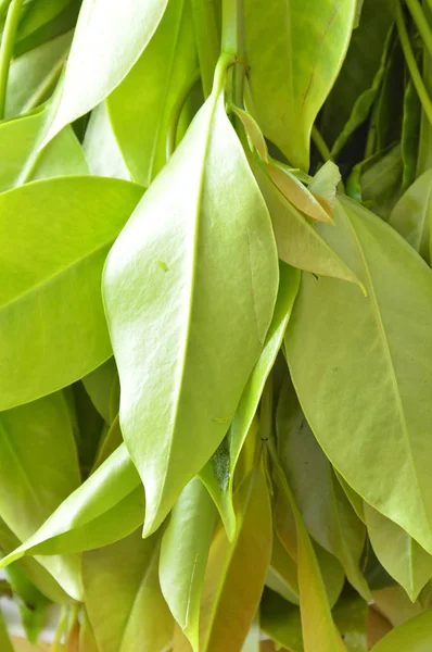 Garcinia cowa tropical herb taste sour and unique scent — Stock Photo, Image